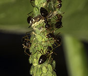 Insects